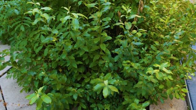 Salix caprea - Pussy Willow смотреть онлайн