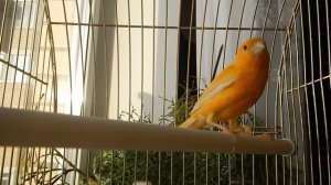 Пение канарейки  Урок для обучения Canary singing