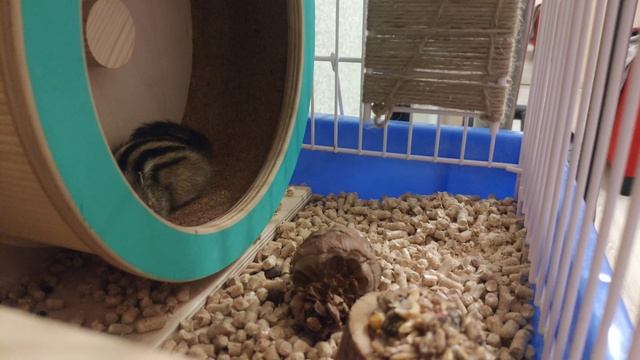 5 минут из жизни бурундука смотреть онлайн