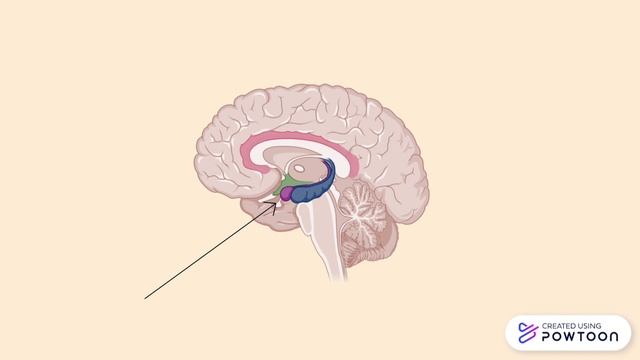 The Nose Knows: How Smell Triggers Memories смотреть онлайн