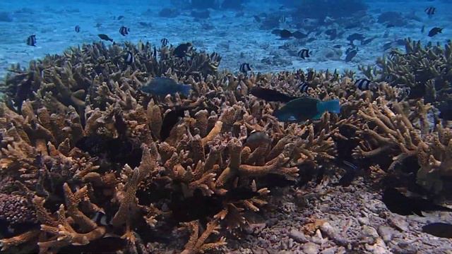 справа от причала Villivaru (Kaafu Atoll, Мальдивы) смотреть онлайн