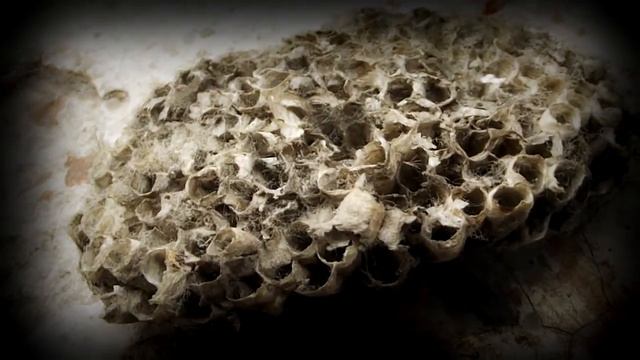 Macro Test Video HD Fujifilm FinePix S2980 смотреть онлайн