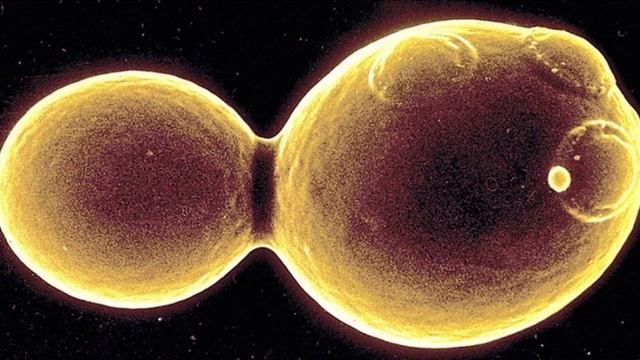 Аутофагия - 