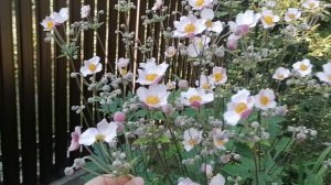 Зацвела Анемона японская (Anemone japonica) войлочная Робустиссима (Robustissima). 2022.