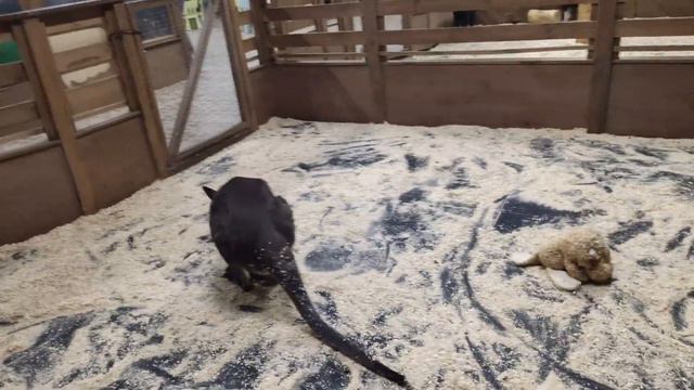 Трое В Теме в контактном зоопарке под Киевом / Contact zoo смотреть онлайн