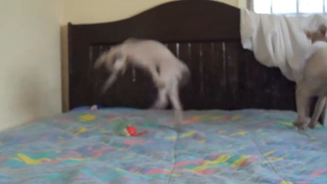 GATOS ESFINGE EN COLIMA 1 смотреть онлайн