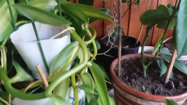 Балконные новости. Церопегия сандерсона, лимон, ваниль и панданус смотреть онлайн