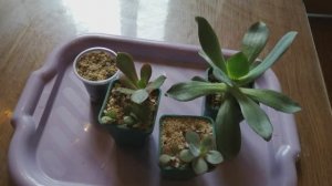 Можно ли вырастить эхеверию из семян?