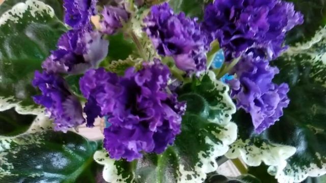 Фиалки. Несколько сортов из моей коллекции, мои рекомендации. смотреть онлайн