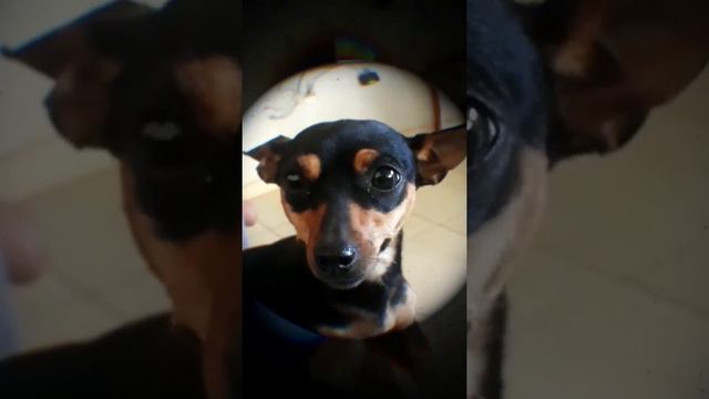 Nina Pinscher. Amo 😗 смотреть онлайн
