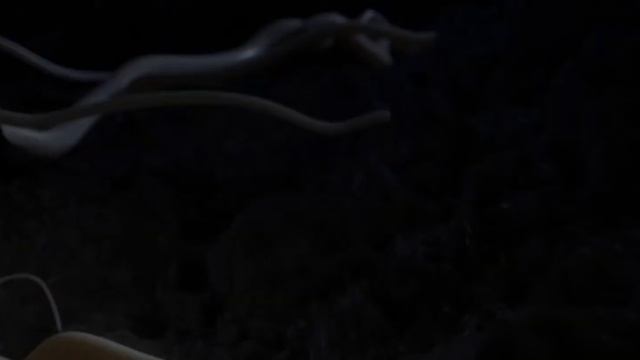Ganoderma Lucidum смотреть онлайн