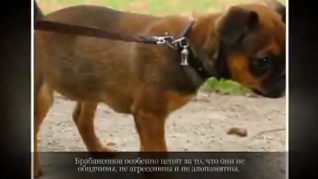 Маленькие породы собак ПТИ БРАБАНСОН смотреть онлайн
