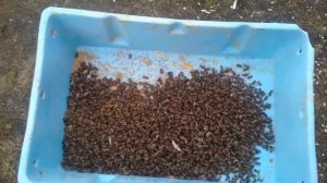 ЗИМНИЙ ПОДМОР ПЧЁЛ,ЧТО С НИМ ДЕЛАТЬ ???