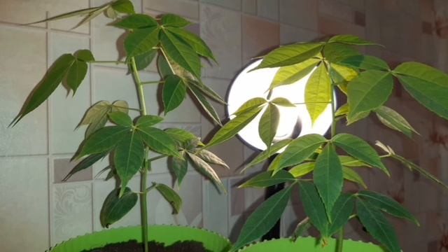 Хлопковое дерево Сейба. Выращивание из семян. смотреть онлайн