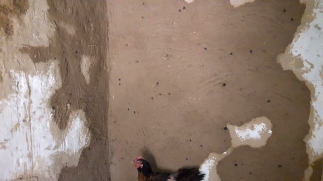 Куры Мини мясные палевые/Ремонт курятника смотреть онлайн