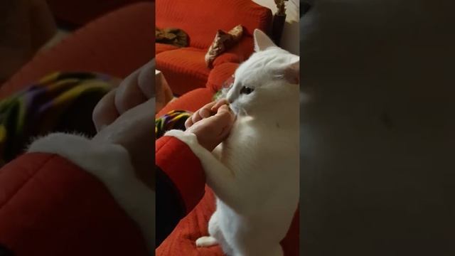 Кошка любит траву смотреть онлайн