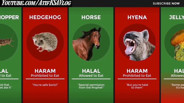 ✅ Halal And Haram 🚫Animals In Islam Explained #halalorharam #halal #haram #islam #muslim