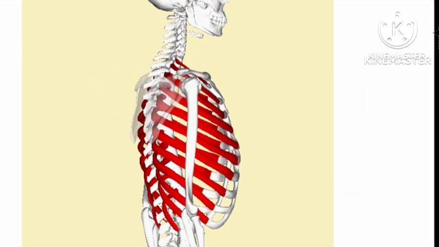 human skeleton system || 206 bones name in hindi || human skeleton animation || bones of human body смотреть онлайн
