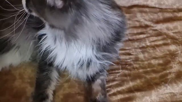 Maine Coon Tobi.Мятная палочка для котов.Мейн Кун Тоби и его друг Моня.#животные #коты #мейнкун смотреть онлайн