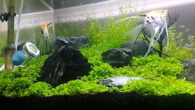 Akvaryum Dizaynı Ali OTAR