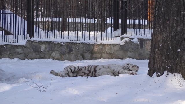 Бенгальский тигр Зао. 10.11.2021 смотреть онлайн