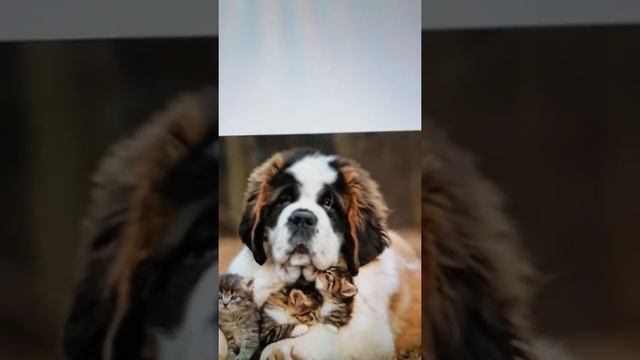 Самые милые фото собак смотреть онлайн