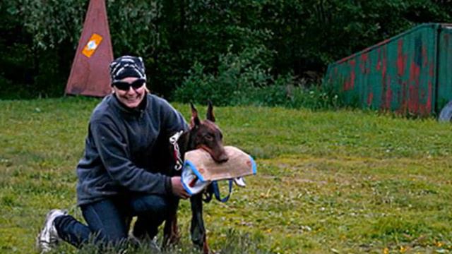 MO Ortho d`Ox смотреть онлайн