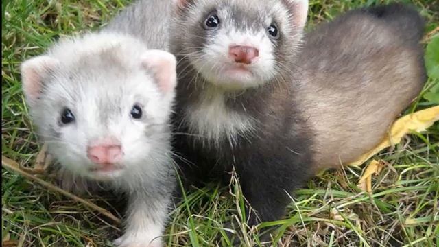 Сколько живут хорьки смотреть онлайн