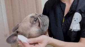 Как ухаживать за глазами французского бульдога, мопса