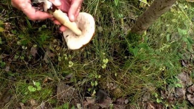 Подосиновики, Подберезовики, Моховики в лесу Луговцы смотреть онлайн