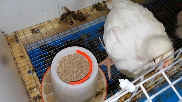 Бройлеры Росс 308 21-28 день жизни смотреть онлайн