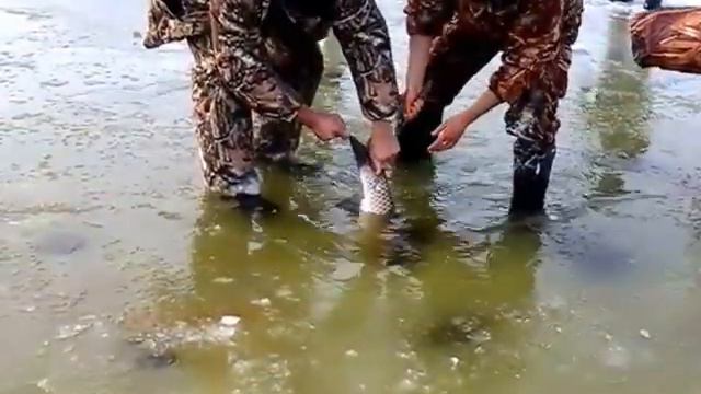 Супер рыбалка ! Январь 2016 ! Крупный амур ! смотреть онлайн