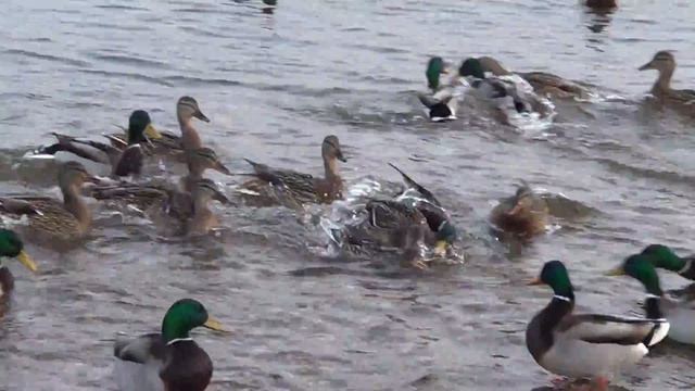 дикие утки дармоеды---Лпх Дом Велеса переезд за город смотреть онлайн