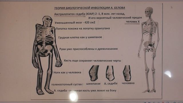 Австралопитек - бывший человек А. Белов смотреть онлайн