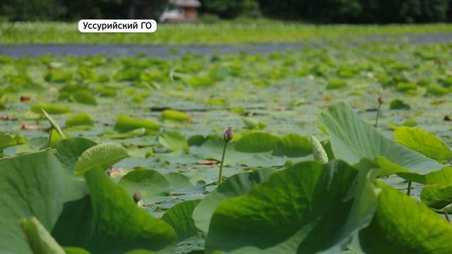 Запрет на купание. Как жители Уссурийска не боятся опасных водоёмов смотреть онлайн