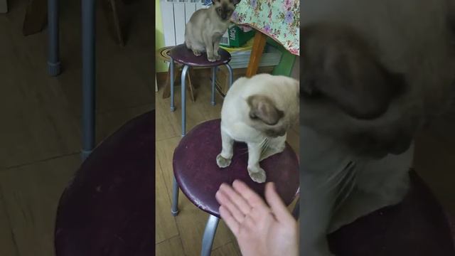 Дай лапу!! смотреть онлайн
