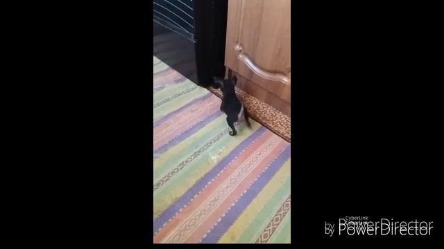 Смешные видео с животными!/ Той терьер/Хомка/ Веселые видосы и фото! смотреть онлайн