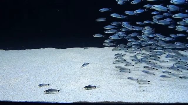 Сомик воробей, сомик карликовый, глазчатохвостый сомик, серповидный панцирник Corydoras Hastatus