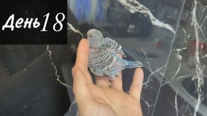 Как растет выставочный волнистый попугай (чех) от 1 до 35 дней
