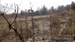 Ловля певчих птиц. Щеглы. 08.11.2019