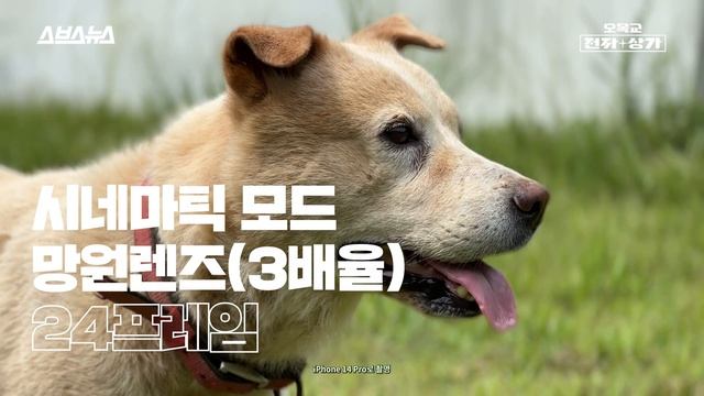 아이폰이 다했다 ㄷㄷㄷ 스마트폰으로 찍은 강아지가 바라본 세상 / 오목교 전자상가 Ep155 смотреть онлайн
