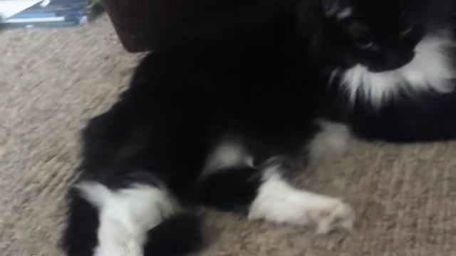 Про моего кота смотреть онлайн