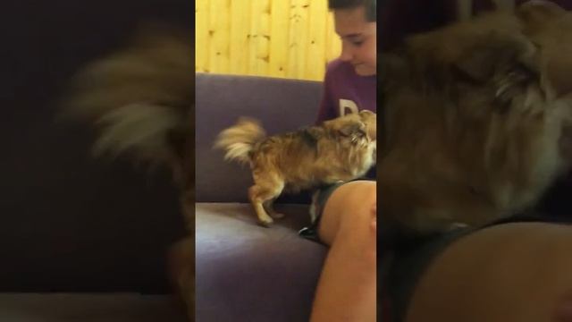 Лада длинношерстная девочка чихуа-хуа, 5 лет. смотреть онлайн
