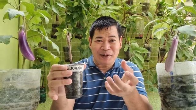 GUAPOL-(GUAVA-APPLE): PAGTATANIM MULA SA SANGA AT PAGPAPABUNGA смотреть онлайн