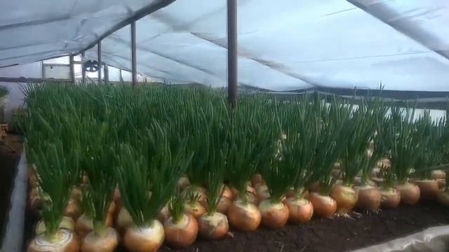 Лук на перо. Бизнес план. смотреть онлайн