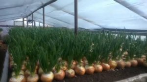 Лук на перо. Бизнес план.