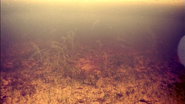Рыбалка на Ладоге. Назия. Реакция щуки на блесну. Съёмка с подводной камеры. смотреть онлайн