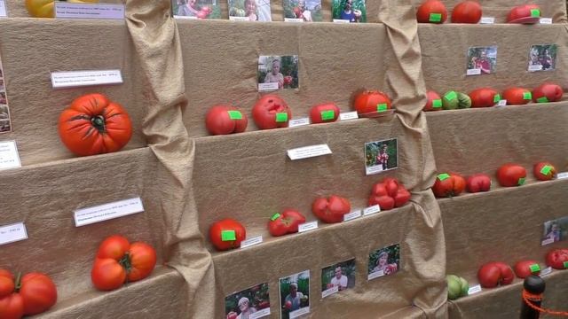 Минусинский помидор | Minusinsk tomato смотреть онлайн