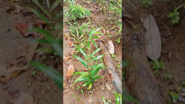 Ginger Plant 🌴✌️👇.