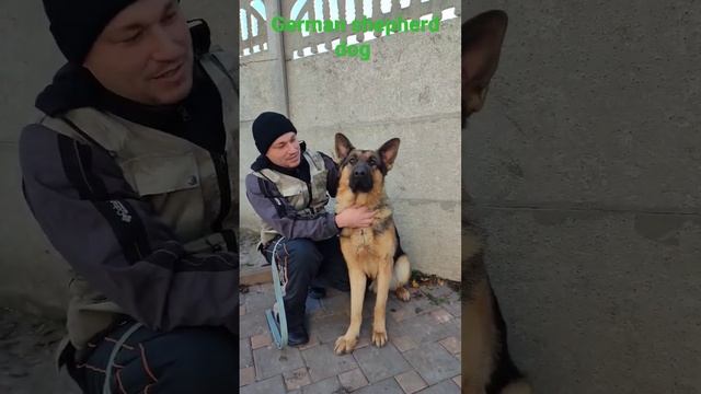 German shepherd dog.Немецкая овчарка чепрачного окраса, зовут Рекс. #germanshepherd #немецкаяовчарк смотреть онлайн